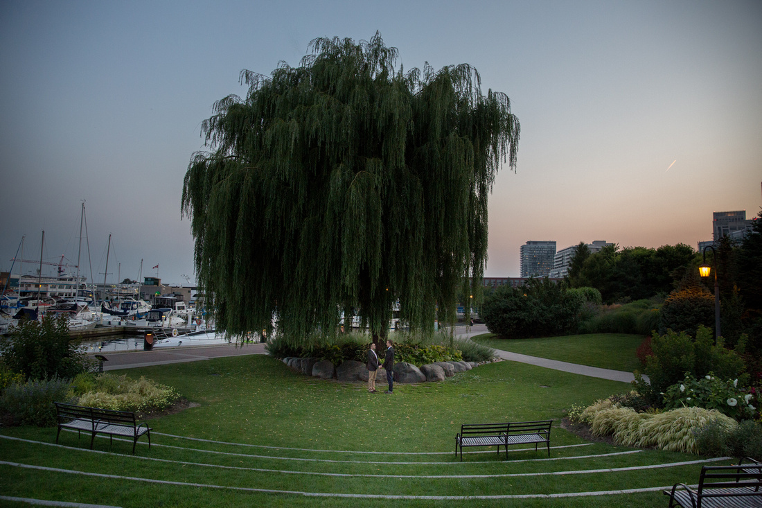 couple stands in front of big willow tree at the center of the toronto music garden
